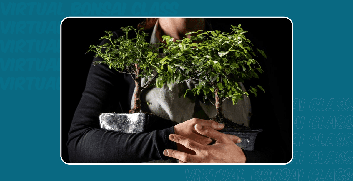 Virtual Bonsai Class