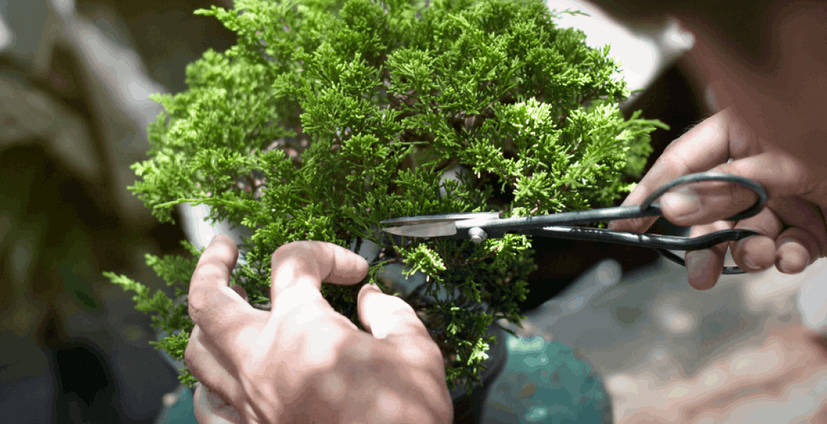 Virtual Bonsai Class