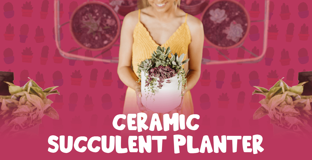 Virtual Ceramic Succulent Planter