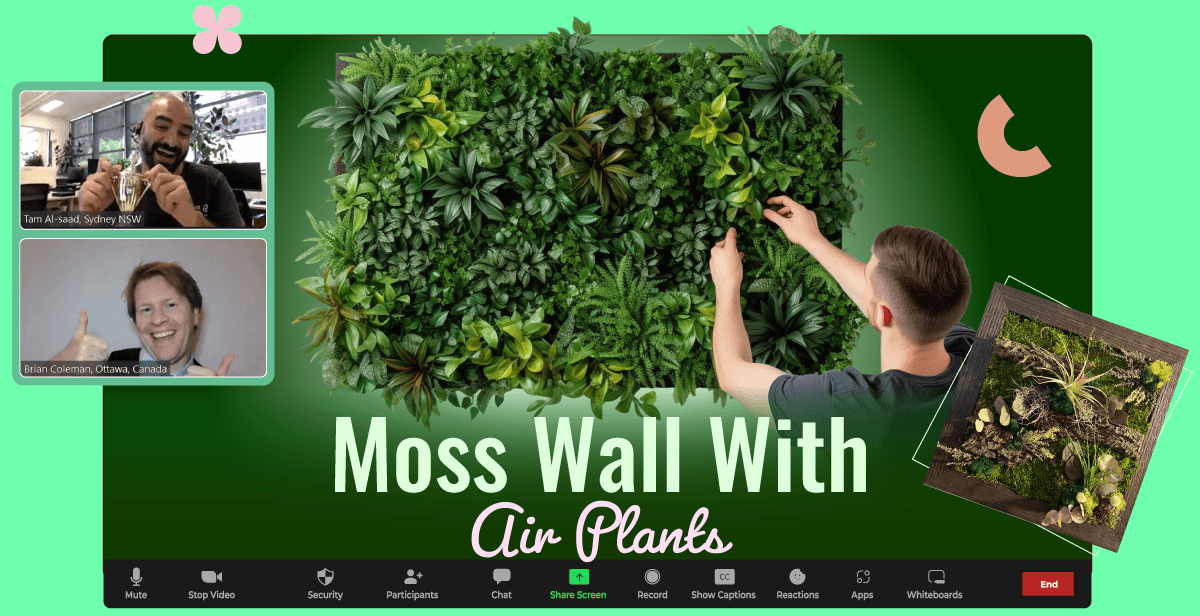 Virtual Moss Wall with Air Plants