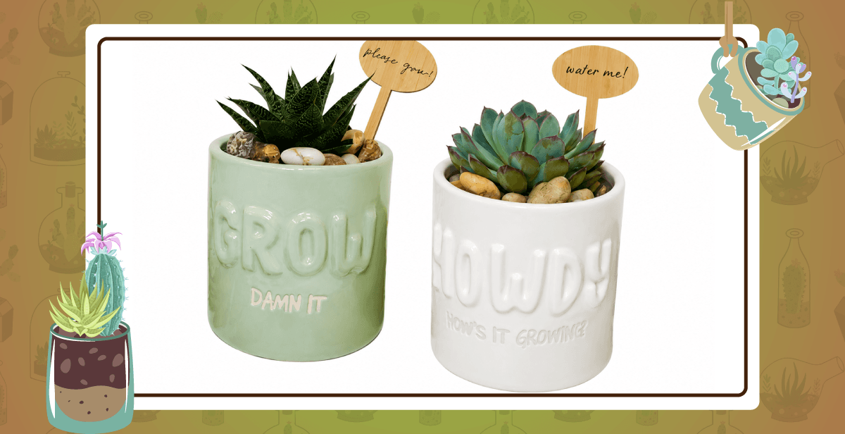 Virtual Succulent Potted Plant Workshop